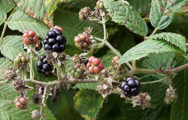 „Nur für Männer“: Brombeereis im Juni